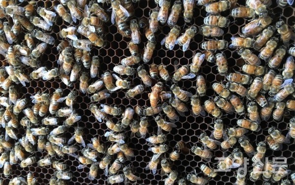 여왕벌과 함께 있는 양봉꿀벌집단 [사진제공=에코코리아]