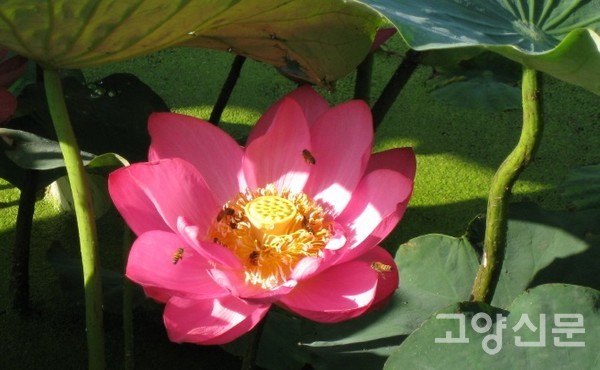 연꽃과 서양꿀벌 [사진제공=에코코리아]