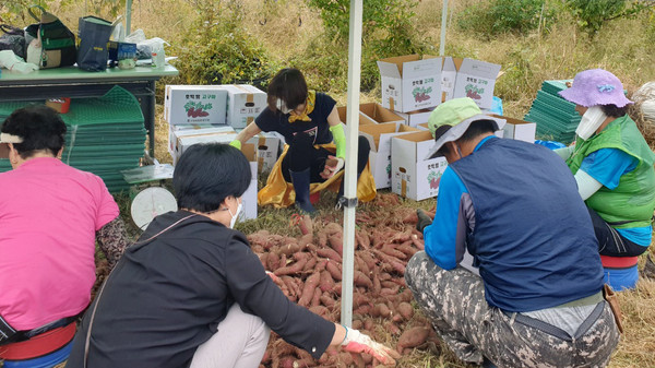 정성스럽게 선별된 고구마는 지역의 어려운 이웃 30가구에 전달된다.