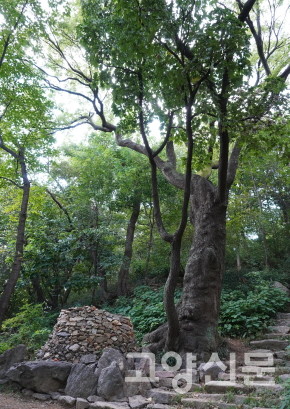 아랫말산 회화나무.