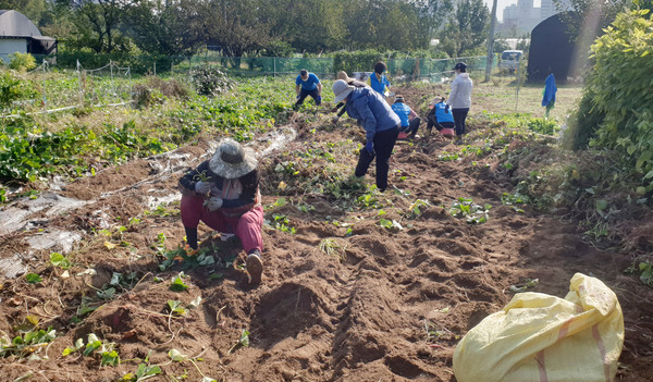 지역의 어려운 이웃을 돕기 위해 성사2동 주민자치위원회가 '사랑의 고구마'를 수확하고 있다.