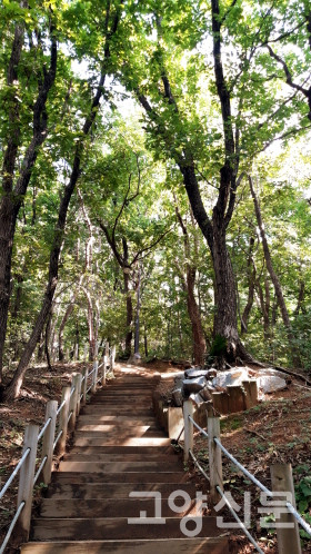 정발산을 오르는 나무계단 숲길.