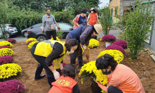 성사2동이 직능단체가 참여한 가운데 아름다운 마을 가꾸기를 위한 국화 심기를 진행했다. 
