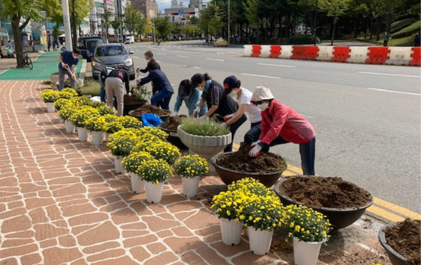  대화동 꽃길 조성에는 대화동 통장단과 지역 시의원이 참여해 국화 380본을 심었다.