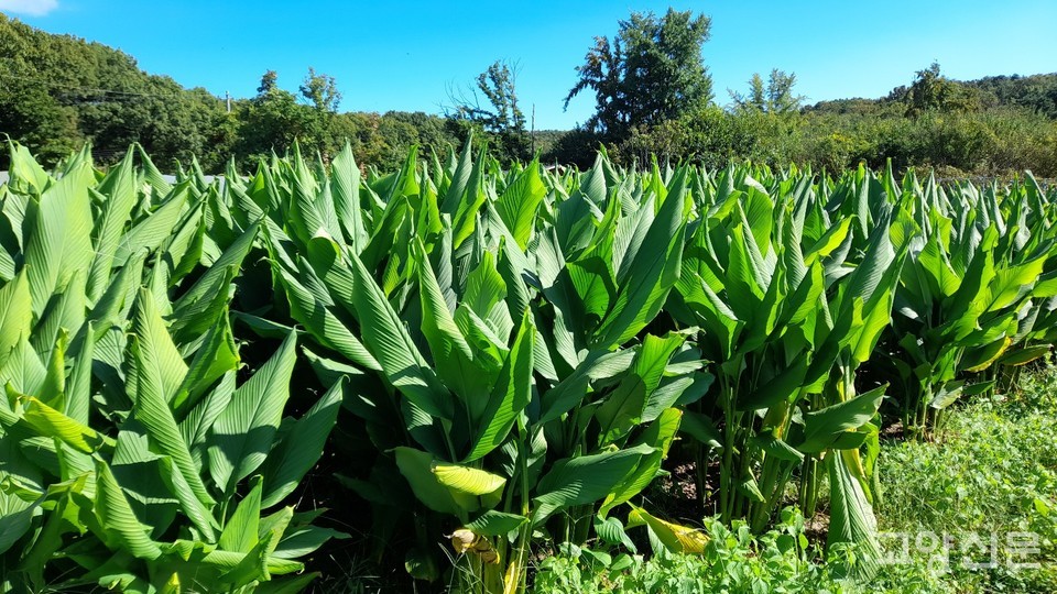 우람한 자태를 뽐내는 울금들.