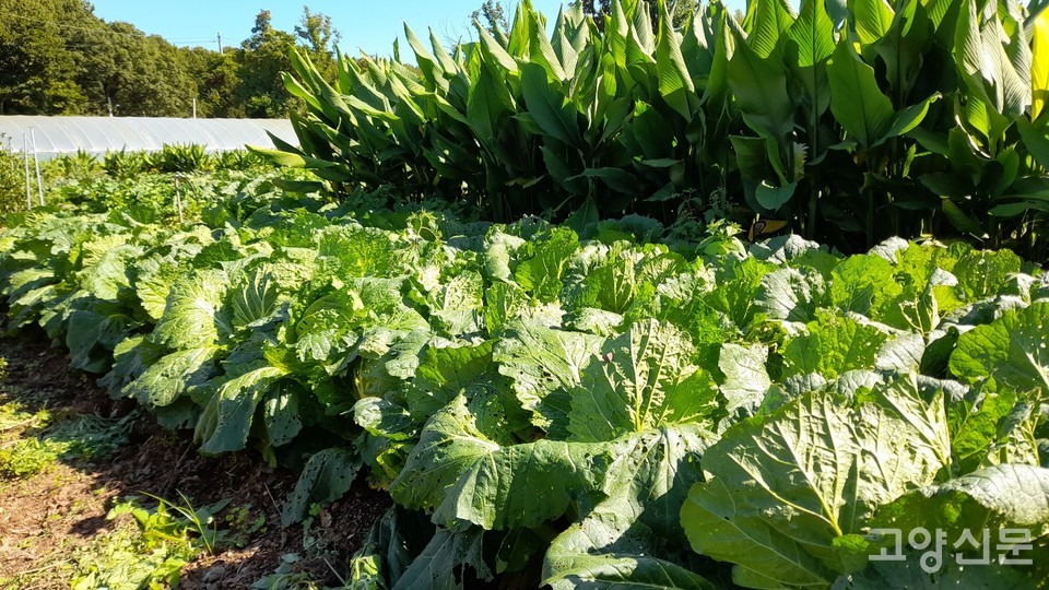 실하게 속이 차오르고 있는 배추밭.