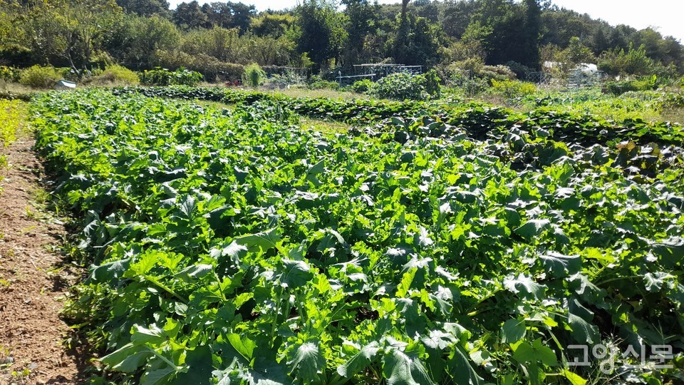 공동체 회원들과 함께 돌보고 있는 무밭.