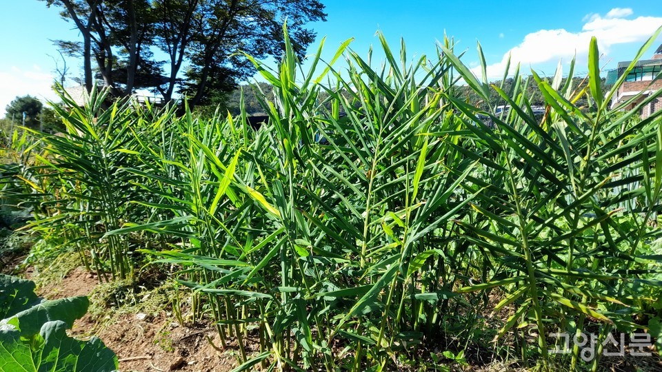 잘 자란 생강들.