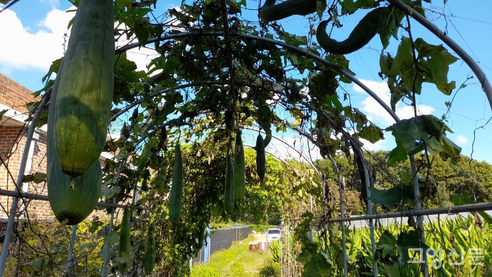 대롱대롱 매달린 수세미들.