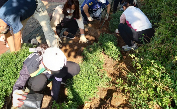국화꽃을 식재해 아름다운 마을만들기에 동참한 마두1동 통장협의회.