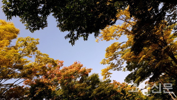 색색의 단풍이 물드는 가을 느티나무.