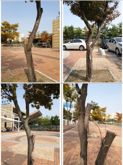 풍산역 1번 출구 앞 광장에 서 있는 단풍나무 네 그루 [사진제공=박춘근]
