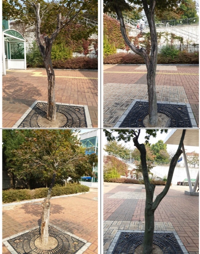 풍산역 2번 출구 앞 광장에 서 있는 단풍나무 네 그루 [사진제공=박춘근]