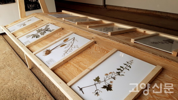 연천지역의 식물을 채집해 만든 표본들.