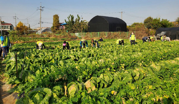 구슬담을 흘리며 배추와 무를 수확하는 행주동 주민자치회