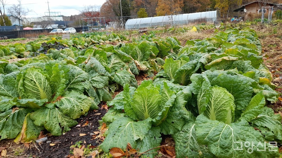 ▲ 속이 실하게 차오른 배추들. (사진=김한수)