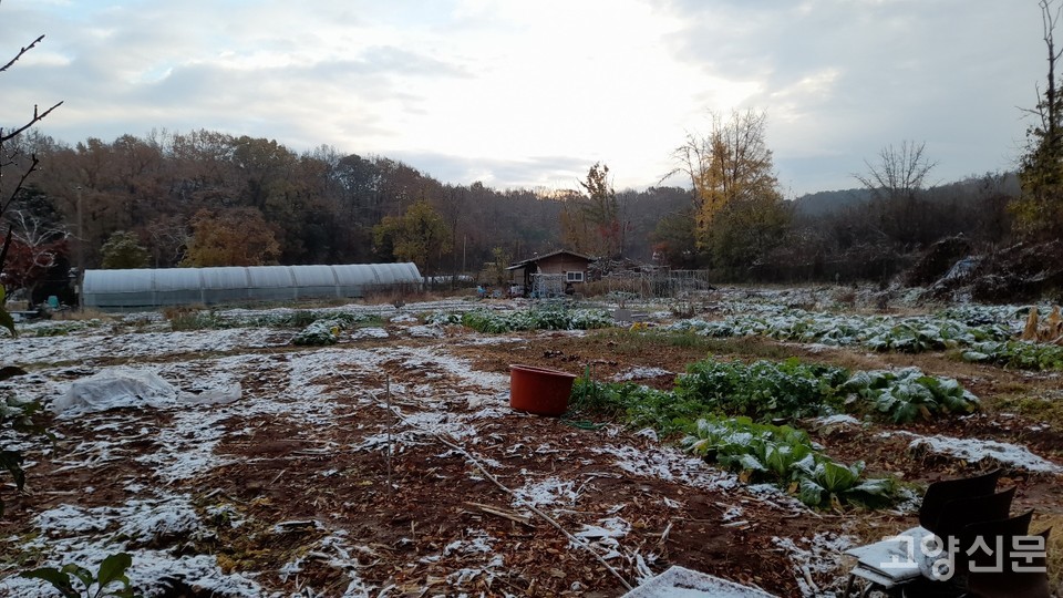 ▲ 10일 김장을 앞두고 첫눈이 내린 농장풍경. (사진=김한수)