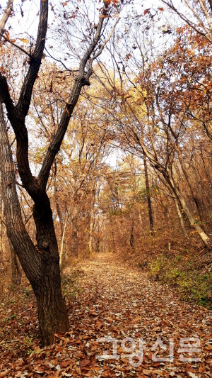 낙엽 잔치가 한창인 대자산 숲길.