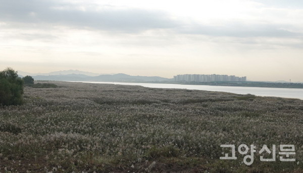 갈대로 덮혀버린 갯벌. [사진제공=에코코리아]