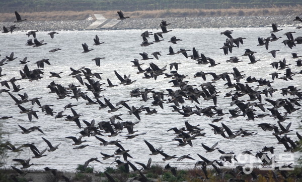 갯벌 위로 비상하는 기러기무리. [사진제공=에코코리아]