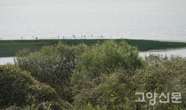 갯벌 쪽에 재생되고 있는 새섬매자기. [사진제공=에코코리아]