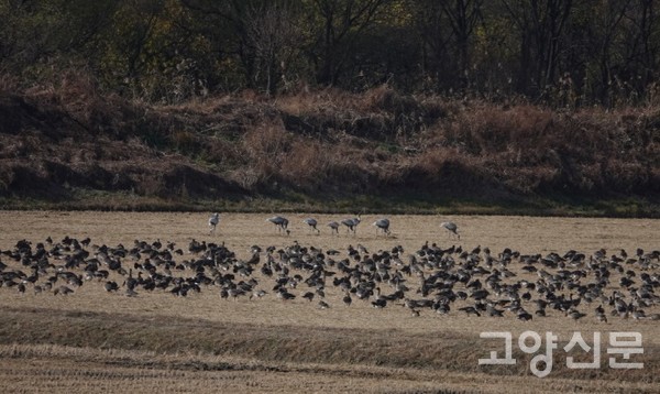 기러기무리에 밀린 재두루미. [사진제공=에코코리아]