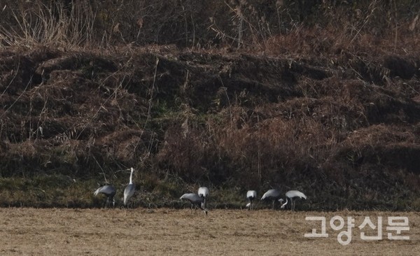 논 가장자리에서 먹이를 찾는 재두루미. [사진제공=에코코리아]
