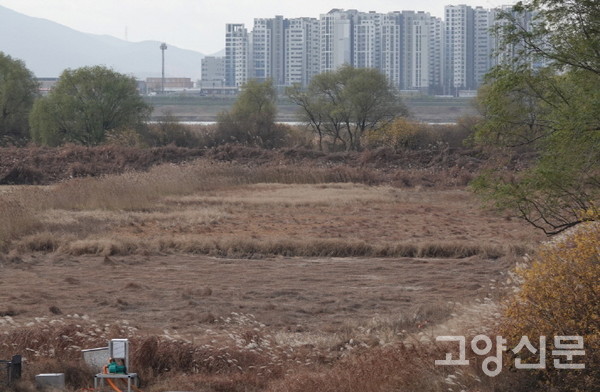 물이 말라버린 장항습지의 매화마름 복원지. [사진제공=에코코리아]