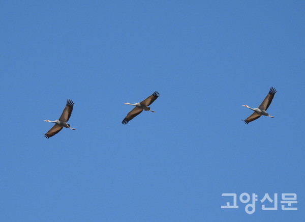 올해 첫 도착한 재두루미. [사진제공=에코코리아]