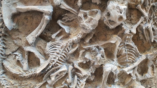 중생대 공룡 프시타코사우르스 화석