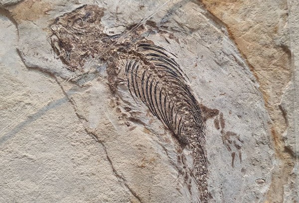 물고기들은 식물이 이룩한 지상이라는 새로운 세계를 향했으며 발을 만들었다. 지상에 척추동물이 나타난 것이다. 양성류 화석.