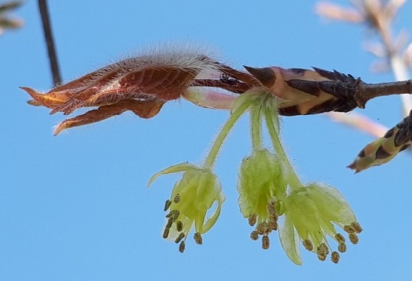 세 송이씩 모여나는 복자기 꽃. [출처 : 수락산 스마일]