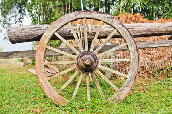 바퀴 가운데 끼워서 양쪽을 연결하는 수레의 ‘축’으로 단단한 복자기 등의 목재를 사용했다. 그만큼 목질이 치밀하고 단단하기 때문이다. [사진 출처 : 123 RF]