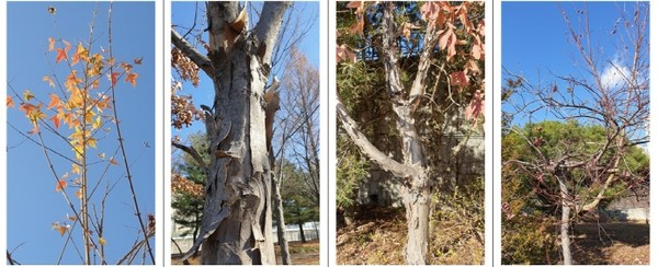 풍산역 곳곳에 많은 단풍나무가 자라고 있다. 2번 출구 밖에 절로 나고 자라는 신나무가 10여 그루, 백마역으로 가는 샛숲 초입에 있는 중국단풍 일곱 그루, 화단에 복자기나무 네 그루, 그리고 일산역으로 300여 미터 떨어진 작은 공원에 공작단풍 아홉 그루가 보인다. 사진 속의 공작단풍은 색다른 모습이다. 공작의 위용은 간데없고, 어미나무가 본색을 드러내고 우측으로 기다랗게 자라고 있다.