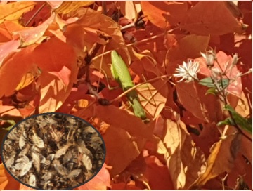 풍산역 2번 출구 밖 승강기 바로 옆의 복자기. 실하고 옹골찬 왕사마귀 한 마리가 산기(産期)가 다 찬 것도 잊은 채 눈부신 가을 아침, 복자기를 즐기고 있다. 원 안에는 떨어진 복자기 열매. 11월 3일 아침에 찍었다.