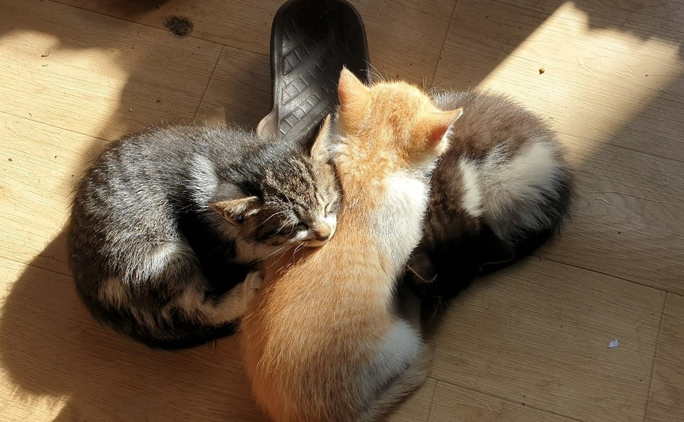 자유농장 길고양이가 낳은 새끼고양이들.