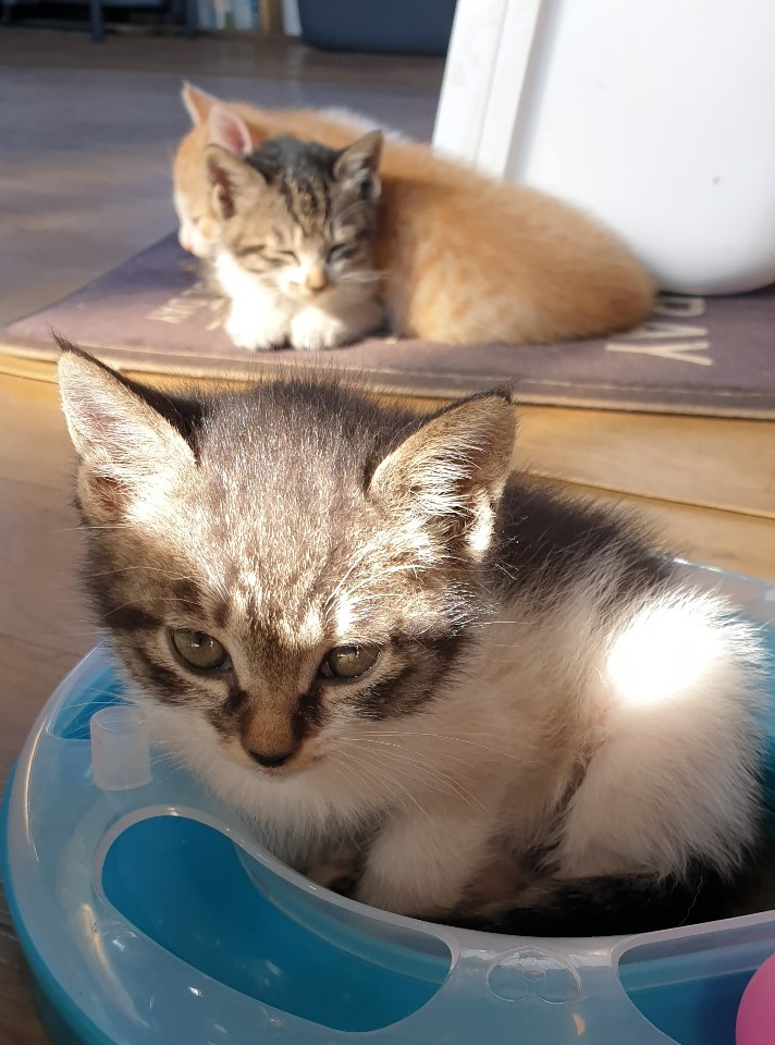 자유농장 길고양이가 낳은 새끼고양이들.