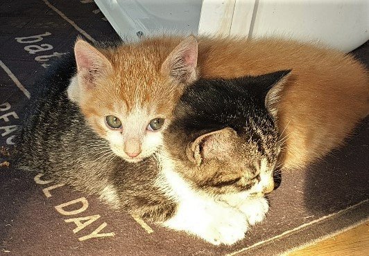 자유농장 길고양이 '자유'가 낳은 새끼고양이들.