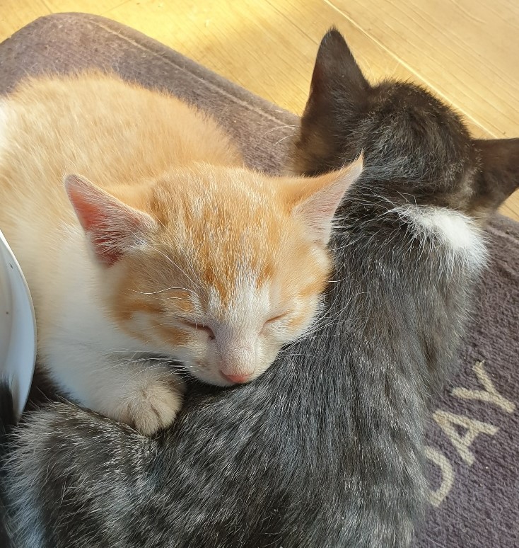 자유농장 길고양이가 낳은 새끼고양이들.