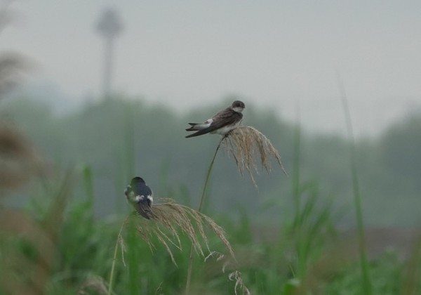갈색제비 [사진=김은정]
