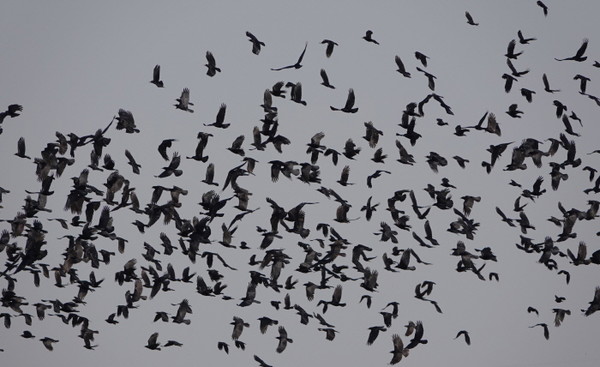 떼까마귀 [사진=김은정]