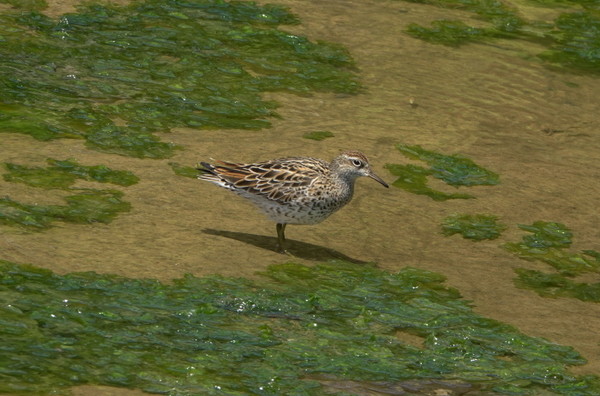 메추라기도요 [사진=김은정]