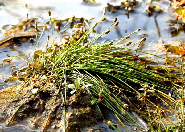 바늘골 [사진=이은정]