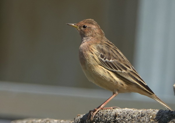 붉은가슴밭종다리 [사진=김은정] 