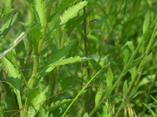왕등줄실잠자리 [사진=김은정] 