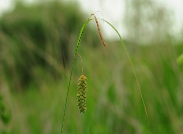 왕비늘사초 [사진=이은정] 