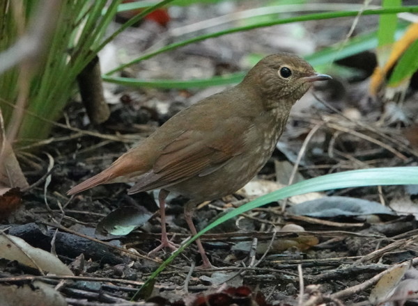 울새 [사진=김은정]
