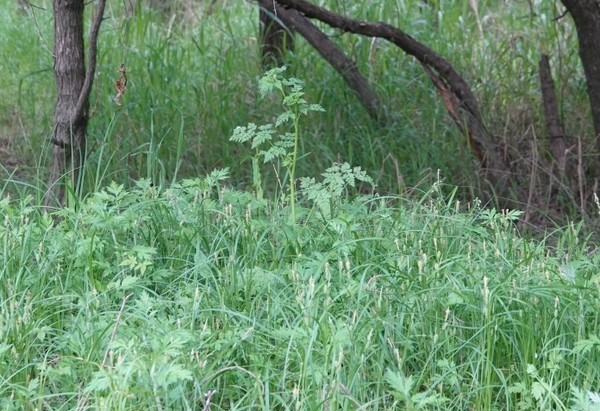 유럽전호 [사진=에코코리아] 