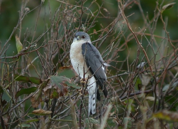 조롱이(수) [사진=김은정] 