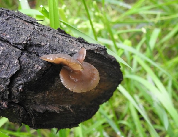 짧은털목이 [사진=에코코리아] 